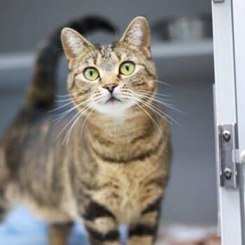 Ba -  Domestic Short Hair Cat Available for Adoption in Atlanta, Georgia - Ba | PetCurious