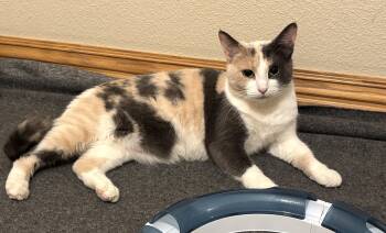 Pebbles -  Domestic Short Hair Cat for Adoption in Bentonville, Arkansas - Pebbles | PetCurious