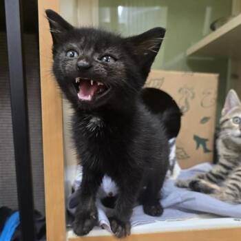 Fancy -  Domestic Short Hair Cat for Adoption in Prince Frederick, Maryland - Fancy | PetCurious