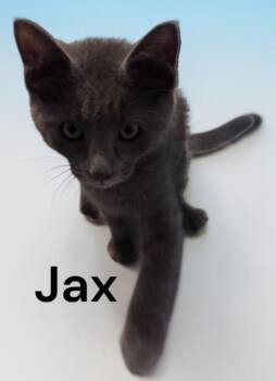 Jax -  Domestic Medium Hair Cat for Adoption in Weems, Virginia - Jax | PetCurious