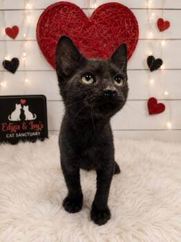 Mercury -  Domestic Short Hair Cat for Adoption in Corpus Christi, Texas - Mercury | PetCurious