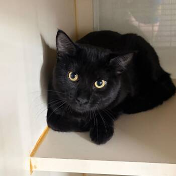 Domestic Short Hair Cats Available for Adoption in Tulsa, Oklahoma - Slade | PetCurious