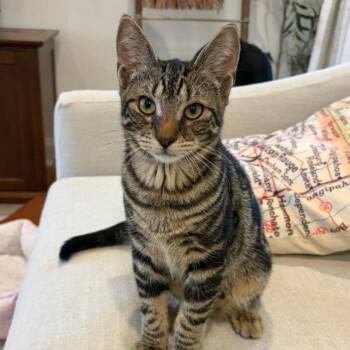 BooBoo -  Domestic Short Hair Cat for Adoption in Concord, New Hampshire - BooBoo | PetCurious