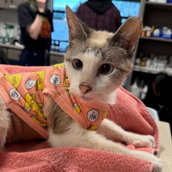 Domestic Short Hair Cats Available for Adoption in Austin, Texas - Larry Laredo | PetCurious