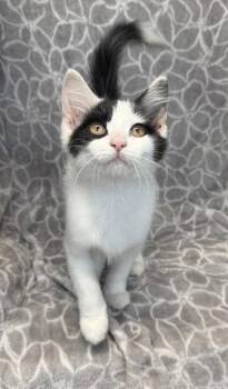 7192 (Aspen) -  Domestic Medium Hair Cat for Adoption in Lake City, Michigan - 7192 (Aspen) | PetCurious