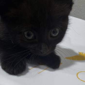 Lava -  Domestic Short Hair Cat for Adoption in Tampa, Florida - Lava | PetCurious