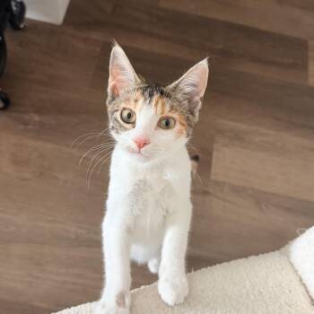 Kimchi -  Domestic Short Hair Cat for Adoption in New York, New York - Kimchi | PetCurious