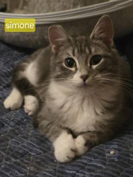 Domestic Medium Hair Cats Available for Adoption in Rochester, Washington - Biscuit And Simone! | PetCurious