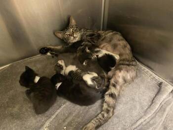 OPAL -  Domestic Short Hair Cat for Adoption in Tustin, California - OPAL | PetCurious