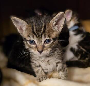 Domestic Short Hair Cats Available for Adoption - Polo Shirt | PetCurious