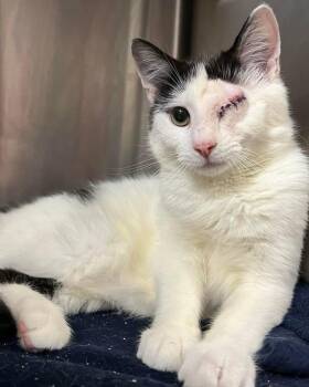 Rescue Domestic Short Hair Cats for Adoption in Poughkeepsie, New York - Pan Now Teddy | PetCurious