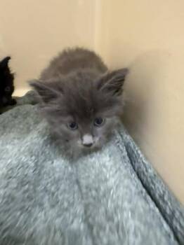 Toph -  Domestic Short Hair Cat for Adoption in Pequot Lakes, Minnesota - Toph | PetCurious