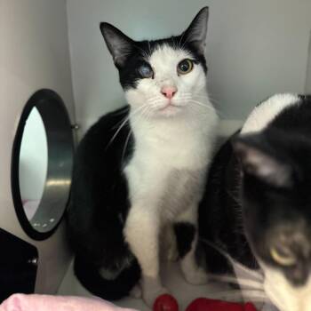 Domestic Short Hair Cats Available for Adoption in Matteson, Illinois - Lou | PetCurious