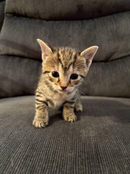 Ricotta -  Domestic Short Hair Cat for Adoption in Hartsville, South Carolina - Ricotta | PetCurious