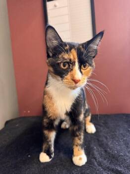 Domestic Short Hair Cats Available for Adoption in Plymouth, Michigan - Diamond | PetCurious