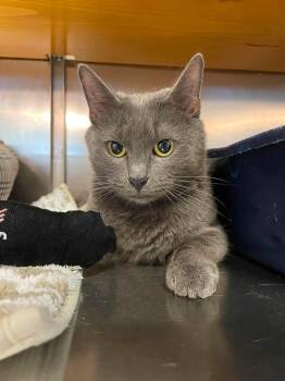 Zoe -  Domestic Short Hair Cat Available for Adoption in Wilmington, North Carolina - Zoe | PetCurious