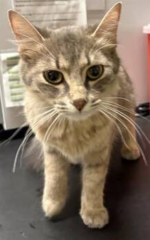 MARNIE -  Domestic Short Hair Cat for Adoption in Minneapolis, Minnesota - MARNIE | PetCurious