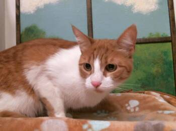 Domestic Short Hair Cats Available for Adoption in Houston, Texas - PURRARI MAXWELL CHANEL | PetCurious