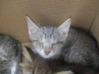 BLAIRE -  Domestic Short Hair Cat for Adoption in Ocala, Florida - BLAIRE | PetCurious