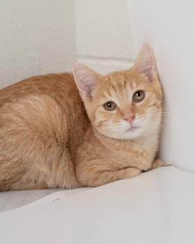 Strawberry -  Domestic Short Hair Cat for Adoption in Boone, Iowa - Strawberry | PetCurious