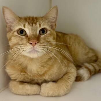 Domestic Short Hair Cats Available for Adoption in Saint Joseph, Missouri - Odin At Petco | PetCurious
