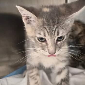 Sprinkle -  Domestic Short Hair Cat for Adoption in Bentonville, Arkansas - Sprinkle | PetCurious