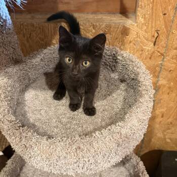 Jungkook -  Domestic Short Hair Cat for Adoption in Richmond, Virginia - Jungkook | PetCurious