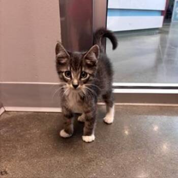 Seahorse -  Domestic Short Hair Cat for Adoption in Janesville, Wisconsin - Seahorse | PetCurious