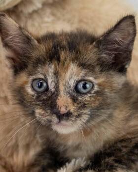 Rosalind -  Domestic Short Hair and Tortoiseshell Cat for Adoption in Kennesaw, Georgia - Rosalind | PetCurious