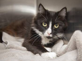 Domestic Medium Hair Cats Available for Adoption in Phoenix, Arizona - BLISS | PetCurious