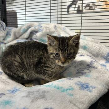 Domestic Short Hair Cats Available for Adoption - Beep | PetCurious