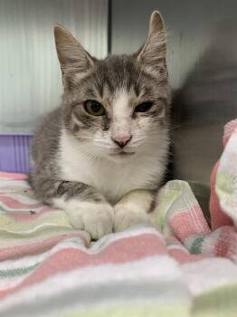 Domestic Short Hair Cats Available for Adoption - FIG | PetCurious