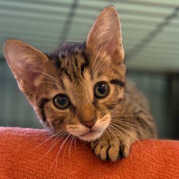 Gary -  Domestic Short Hair Cat Available for Adoption in Morristown, Vermont - Gary | PetCurious