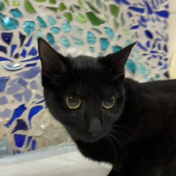 EGYPT -  Domestic Short Hair Cat Available for Adoption in Pensacola, Florida - EGYPT | PetCurious