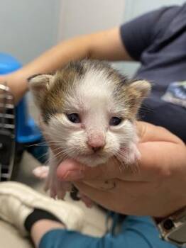 Cinnabon -  Domestic Short Hair Cat for Adoption in Daytona Beach, Florida - Cinnabon | PetCurious
