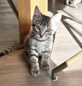 Spades -  Domestic Short Hair Cat for Adoption in Lincoln, California - Spades | PetCurious