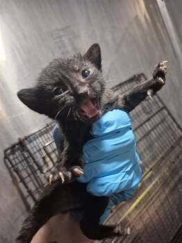 CRESTWAY 3 -  Domestic Short Hair Cat for Adoption in San Antonio, Texas - CRESTWAY 3 | PetCurious