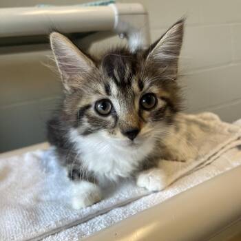 Albus -  Domestic Medium Hair Cat for Adoption in Bristol, Indiana - Albus | PetCurious