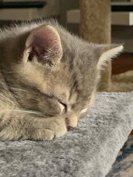 Sammy -  Domestic Short Hair Cat for Adoption - Sammy | PetCurious