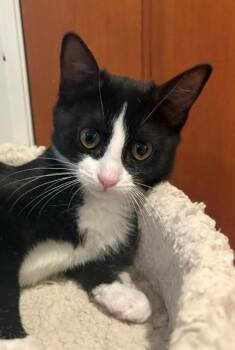 Waffle (LE) -  Domestic Short Hair Cat for Adoption in Woodland Park, New Jersey - Waffle (LE) | PetCurious