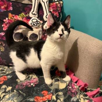 Hesari -  Domestic Short Hair Cat for Adoption in Antioch, California - Hesari | PetCurious