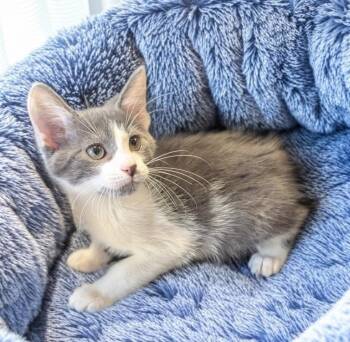 Domestic Short Hair Cats Available for Adoption in Fort Myers, Florida - Pascal | PetCurious