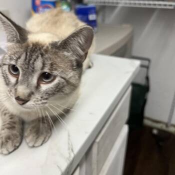 Oreo Boy -  Siamese Cat Available for Adoption in St. Louis, Missouri - Oreo Boy | PetCurious