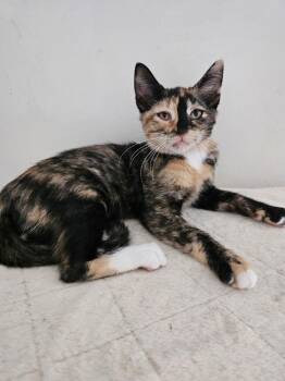 Hina -  Calico Cat for Adoption in Cary, North Carolina - Hina | PetCurious