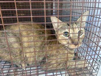 Rescue Domestic Short Hair Cats for Adoption in Houston, Texas - A644777 | PetCurious