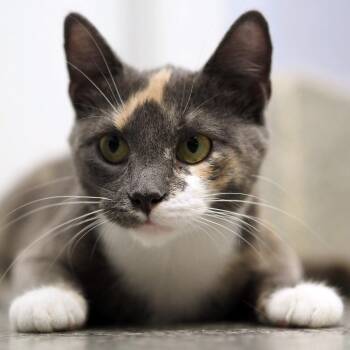 Lady Godiva -  Domestic Short Hair Cat for Adoption in Falls Church, Virginia - Lady Godiva | PetCurious