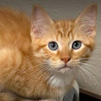 Scramble -  Domestic Short Hair Cat for Adoption - Scramble | PetCurious