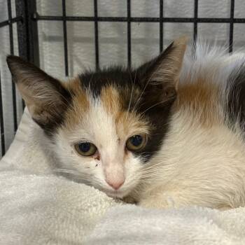 Rescue Domestic Short Hair Cats for Adoption in Kanab, Utah - Serene | PetCurious