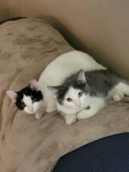 Rescue Domestic Short Hair Cats for Adoption in Lubbock, Texas - Cloud | PetCurious