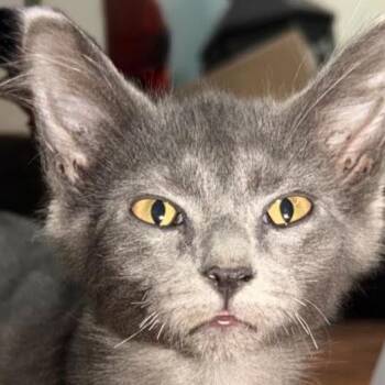 Slate -  Russian Blue and Domestic Short Hair Cat for Adoption in League City, Texas - Slate | PetCurious